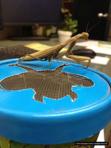 Praying Mantis Egg Case with Hatching Habitat Cup - 2 Praying Mantids Egg Cases & 1,500 Live Ladybugs