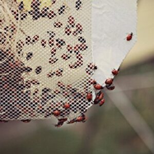 Praying Mantis Egg Case with Hatching Habitat Cup - 2 Praying Mantids Egg Cases & 1,500 Live Ladybugs