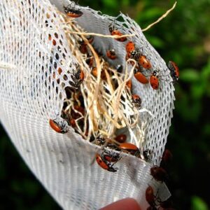 Praying Mantis Egg Case with Hatching Habitat Cup - 2 Praying Mantids Egg Cases & 1,500 Live Ladybugs