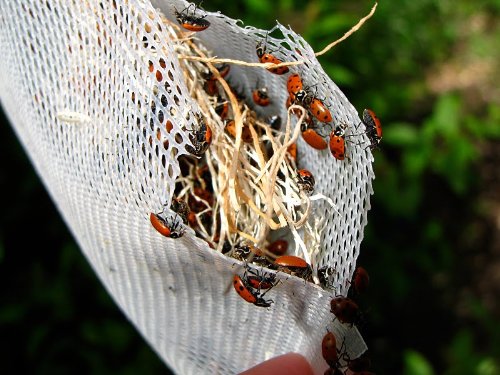 Praying Mantis Egg Case with Hatching Habitat Cup - 2 Praying Mantids Egg Cases & 1,500 Live Ladybugs