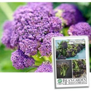 purple sprouting broccoli seeds, 500+ heirloom seeds per packet, (isla’s garden seeds), non gmo seeds, botanical name: brassica oleracea, 85% germination rates