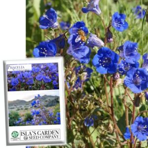 phacelia “california bluebell” flower seeds for planting, 1000+ seeds per packet, (isla’s garden seeds), non gmo & heirloom, scientific name: phacelia campanularia, great home garden gift