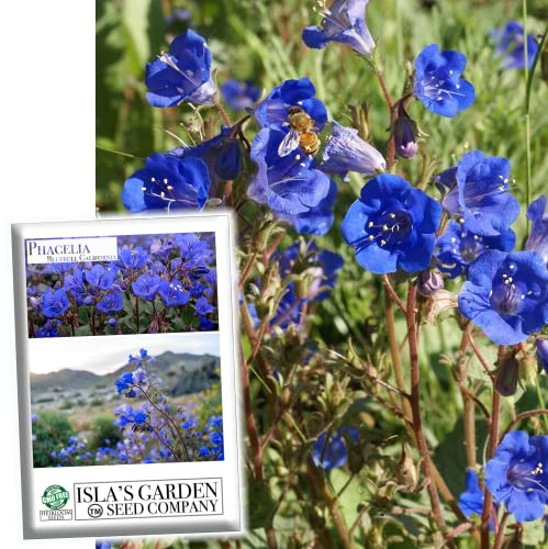 Phacelia "California Bluebell" Flower Seeds for Planting, 1000+ Seeds Per Packet, (Isla's Garden Seeds), Non GMO & Heirloom, Scientific Name: Phacelia campanularia, Great Home Garden Gift