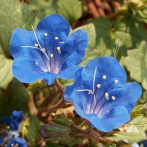 Phacelia "California Bluebell" Flower Seeds for Planting, 1000+ Seeds Per Packet, (Isla's Garden Seeds), Non GMO & Heirloom, Scientific Name: Phacelia campanularia, Great Home Garden Gift