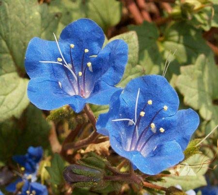 Phacelia "California Bluebell" Flower Seeds for Planting, 1000+ Seeds Per Packet, (Isla's Garden Seeds), Non GMO & Heirloom, Scientific Name: Phacelia campanularia, Great Home Garden Gift