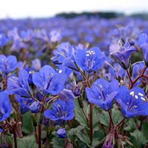 Phacelia "California Bluebell" Flower Seeds for Planting, 1000+ Seeds Per Packet, (Isla's Garden Seeds), Non GMO & Heirloom, Scientific Name: Phacelia campanularia, Great Home Garden Gift