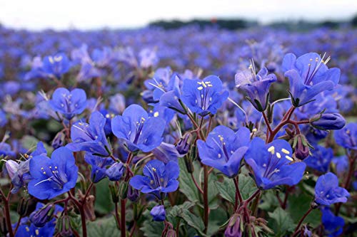 Phacelia "California Bluebell" Flower Seeds for Planting, 1000+ Seeds Per Packet, (Isla's Garden Seeds), Non GMO & Heirloom, Scientific Name: Phacelia campanularia, Great Home Garden Gift