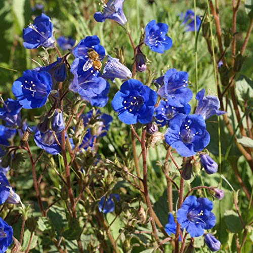 Phacelia "California Bluebell" Flower Seeds for Planting, 1000+ Seeds Per Packet, (Isla's Garden Seeds), Non GMO & Heirloom, Scientific Name: Phacelia campanularia, Great Home Garden Gift