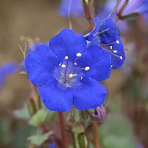 Phacelia "California Bluebell" Flower Seeds for Planting, 1000+ Seeds Per Packet, (Isla's Garden Seeds), Non GMO & Heirloom, Scientific Name: Phacelia campanularia, Great Home Garden Gift