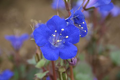 Phacelia "California Bluebell" Flower Seeds for Planting, 1000+ Seeds Per Packet, (Isla's Garden Seeds), Non GMO & Heirloom, Scientific Name: Phacelia campanularia, Great Home Garden Gift