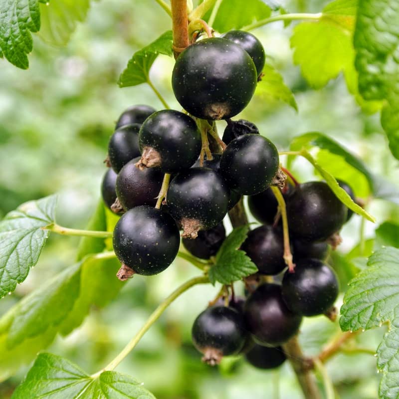 30 Black Currant Seeds, Gooseberry Berry Seeds Edible Fruit for Planting Ornaments Perennial Garden Simple to Grow Pots