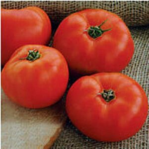 mountain glory tomato seeds (20+ seeds) | non gmo | vegetable fruit herb flower seeds for planting | home garden greenhouse pack