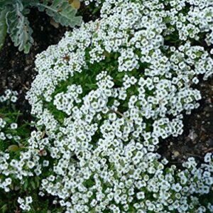 Alyssum Carpet of Snow Nice Garden Flower by Seed Kingdom Bulk 40,000 Seeds