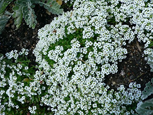 Alyssum Carpet of Snow Nice Garden Flower by Seed Kingdom Bulk 40,000 Seeds