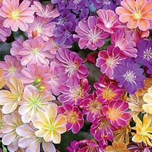 outsidepride lewisia rainbow garden flower mix great for pots, containers, baskets, patios – 100 seeds