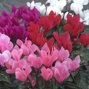 outsidepride cyclamen royal mini garden flower seed mix for outdoor containers or indoor house plants – 20 seeds