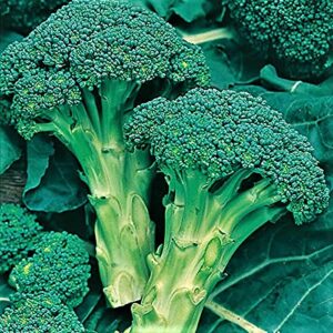 broccoli seed, green sprouting calabrese, heirloom, non gmo, 50 seeds, a garden delight, broccoli seeds