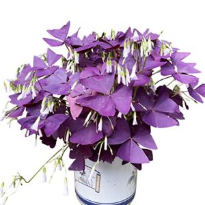 Oxalis Triangularis 10 Bulbs - Purple Shamrocks Lucky Lovely Flowers Bulbs Grows Indoor or Outdoor