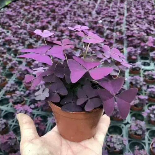 Oxalis Triangularis 10 Bulbs - Purple Shamrocks Lucky Lovely Flowers Bulbs Grows Indoor or Outdoor