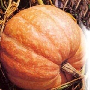 Giant Pumpkin Titan 10 Seeds for Planting Large Oversized Squash Gourd Non-GMO