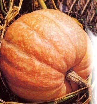 Giant Pumpkin Titan 10 Seeds for Planting Large Oversized Squash Gourd Non-GMO