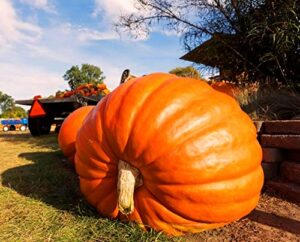 giant pumpkin titan 10 seeds for planting large oversized squash gourd non-gmo