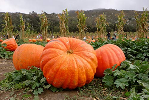 Giant Pumpkin Titan 10 Seeds for Planting Large Oversized Squash Gourd Non-GMO