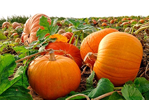 Giant Pumpkin Titan 10 Seeds for Planting Large Oversized Squash Gourd Non-GMO