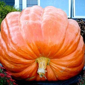 Giant Pumpkin Titan 10 Seeds for Planting Large Oversized Squash Gourd Non-GMO