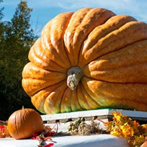 Giant Pumpkin Titan 10 Seeds for Planting Large Oversized Squash Gourd Non-GMO