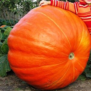 Giant Pumpkin Titan 10 Seeds for Planting Large Oversized Squash Gourd Non-GMO