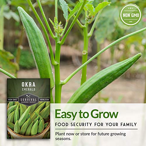 Survival Garden Seeds - Emerald Okra Seed for Planting - Packet with Instructions to Plant and Grow Tender and Large Okra in Your Home Vegetable Garden - Non-GMO Heirloom Variety - 1 Pack