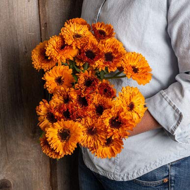 David's Garden Seeds Herb Calendula Orange Button FBA-00085 (Orange) 50 Non-GMO, Open Pollinated Seeds