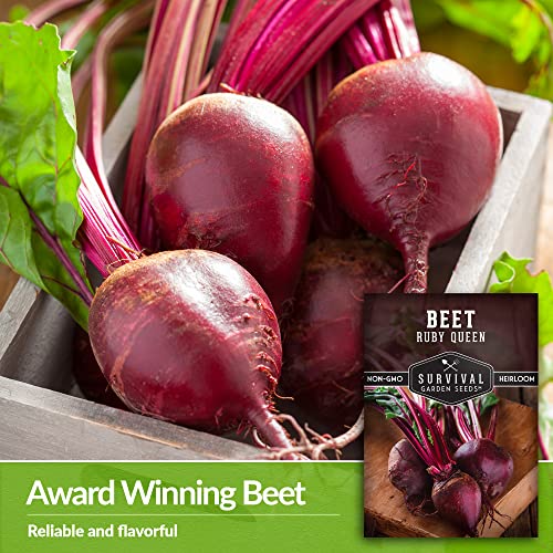 Survival Garden Seeds - Ruby Queen Beet Seed for Planting - Packet with Instructions to Plant and Grow Sweet Delicious & Nutritious Red Beets in Your Home Vegetable Garden - Non-GMO Heirloom Variety