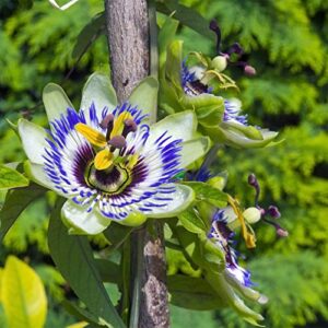 QAUZUY GARDEN- 10 Rare Blue Crown Passiflora Caerulea Seeds Passion Flower Attractive Fragrant Ornamental Vine for Garden Fast- Growing Attract Pollinators