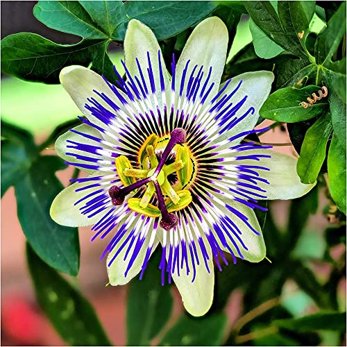 QAUZUY GARDEN- 10 Rare Blue Crown Passiflora Caerulea Seeds Passion Flower Attractive Fragrant Ornamental Vine for Garden Fast- Growing Attract Pollinators