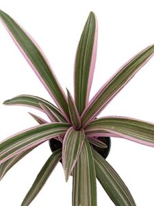 tricolor moses in the cradle plant – rhoeo – great house plant – 4.5″ pot