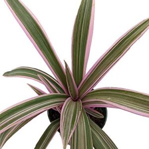 Tricolor Moses in the Cradle Plant - Rhoeo - Great House Plant - 4.5" Pot