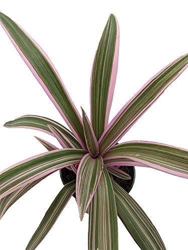 Tricolor Moses in the Cradle Plant - Rhoeo - Great House Plant - 4.5" Pot