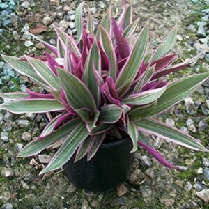 Tricolor Moses in the Cradle Plant - Rhoeo - Great House Plant - 4.5" Pot