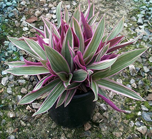 Tricolor Moses in the Cradle Plant - Rhoeo - Great House Plant - 4.5" Pot