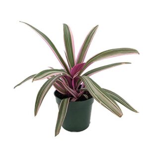 Tricolor Moses in the Cradle Plant - Rhoeo - Great House Plant - 4.5" Pot