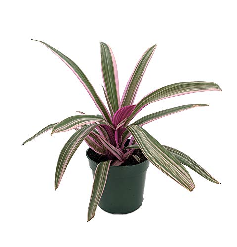 Tricolor Moses in the Cradle Plant - Rhoeo - Great House Plant - 4.5" Pot