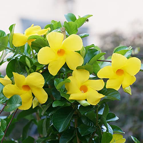 Yellow Mandevilla Sanderi Seeds Perennial Annual Evergreen Ornamental Fragrant Fast Growing Trellises Pergolas Arbors Outdoor 100Pcs Flower Seeds by YEGAOL Garden