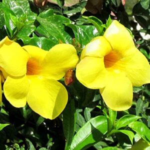 Yellow Mandevilla Sanderi Seeds Perennial Annual Evergreen Ornamental Fragrant Fast Growing Trellises Pergolas Arbors Outdoor 100Pcs Flower Seeds by YEGAOL Garden