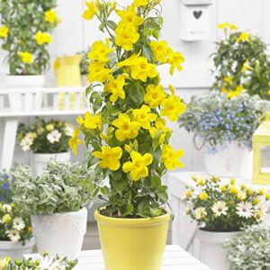 Yellow Mandevilla Sanderi Seeds Perennial Annual Evergreen Ornamental Fragrant Fast Growing Trellises Pergolas Arbors Outdoor 100Pcs Flower Seeds by YEGAOL Garden