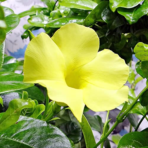 Yellow Mandevilla Sanderi Seeds Perennial Annual Evergreen Ornamental Fragrant Fast Growing Trellises Pergolas Arbors Outdoor 100Pcs Flower Seeds by YEGAOL Garden