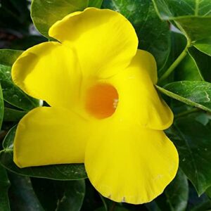 Yellow Mandevilla Sanderi Seeds Perennial Annual Evergreen Ornamental Fragrant Fast Growing Trellises Pergolas Arbors Outdoor 100Pcs Flower Seeds by YEGAOL Garden