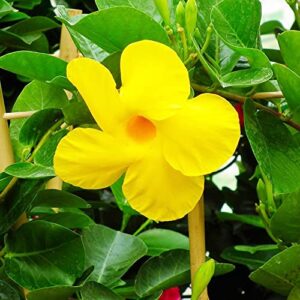 Yellow Mandevilla Sanderi Seeds Perennial Annual Evergreen Ornamental Fragrant Fast Growing Trellises Pergolas Arbors Outdoor 100Pcs Flower Seeds by YEGAOL Garden