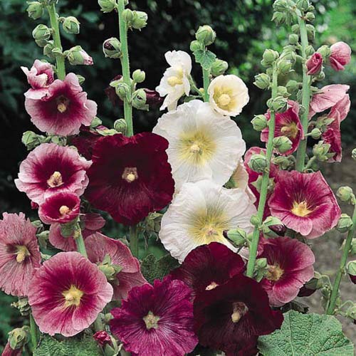 Outsidepride Indian Springs Hollyhock Garden Flower Climbing Vine Plant Mix - 2000 Seeds